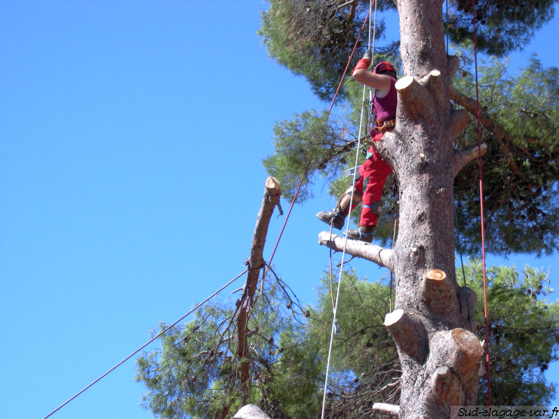 Abattage sur La Garde - Pin en retention