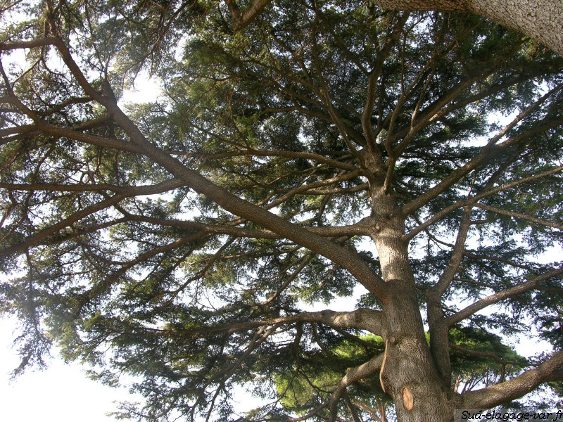 Taillage sur La Garde - Sud Elagages