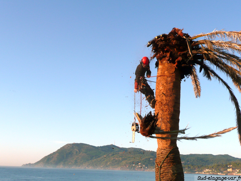 Sud Elagages La Garde - Arbre en bonne santé