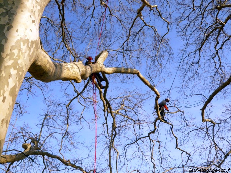 Sud Elagages sur La Garde - Remise en état d'un arbre