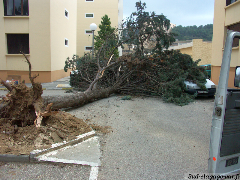 Elagages sur La Garde - Intervention Urgence tempête