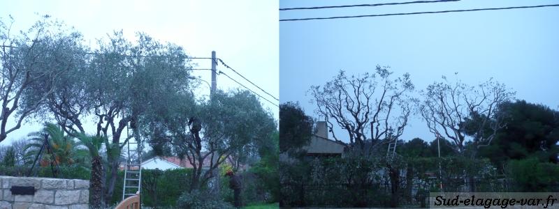 Taillages sur La garde - tailles de Fruitier