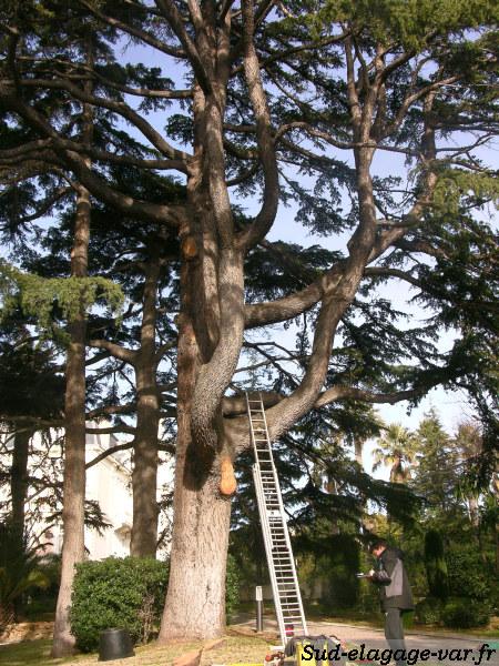 Taillages sur La Garde - Tailles d'entretien