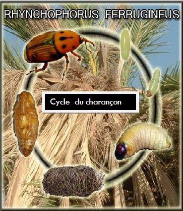 Traitement et Diagnostics sur La Garde - Cycle de vie d'un charançon