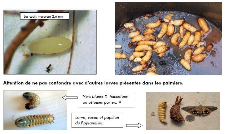 Traitement et Diagnostics sur La Garde pour reconnaître le charançon rouge