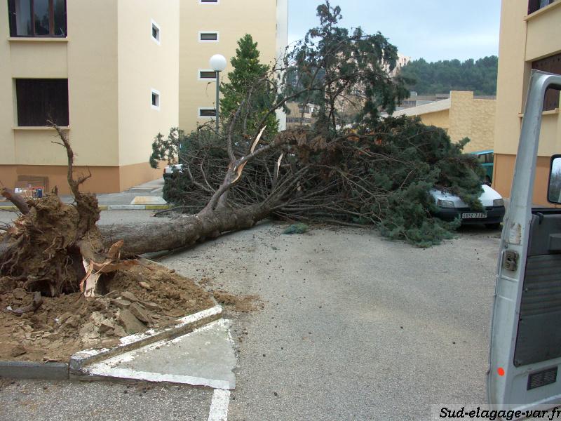Comment « sauver » un arbre après une tempête ? Les conseils d'un  professionnel élagueur